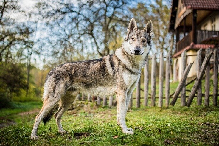 Chien Loup Tchécoslovaque